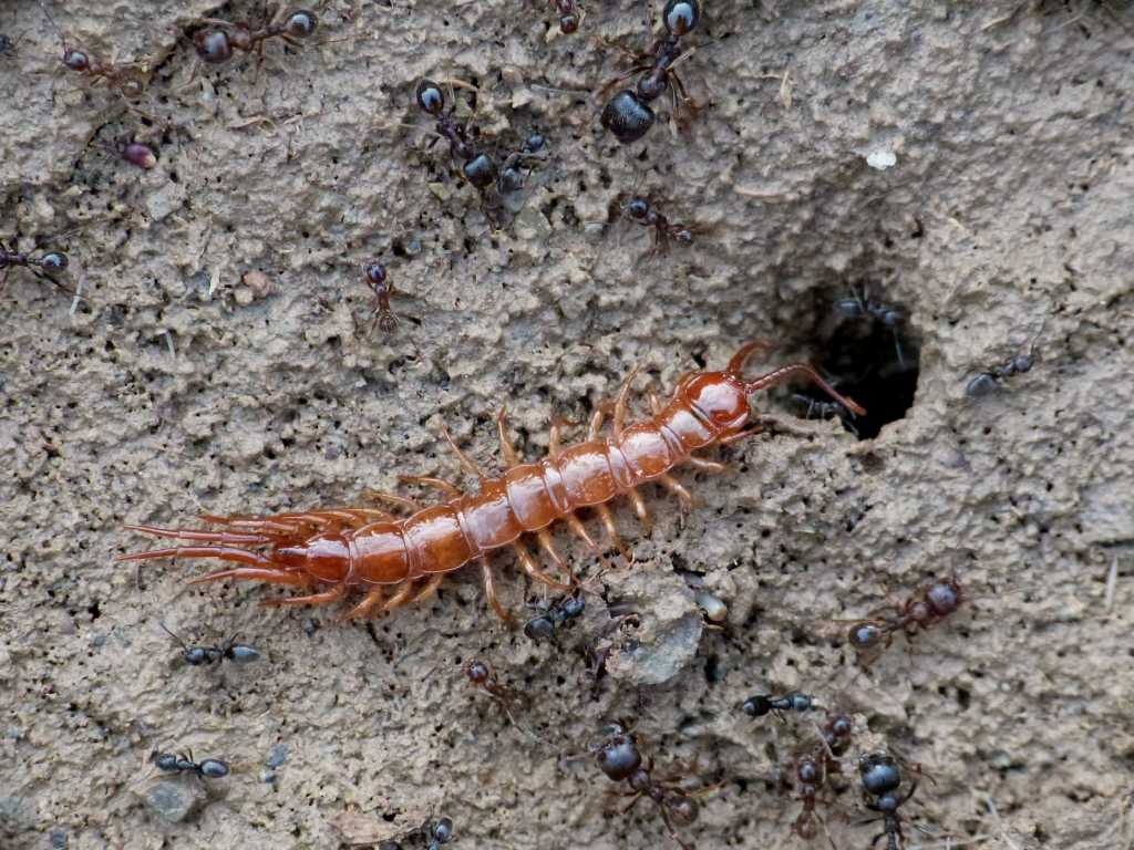 Lithobius sp. ospiti di Messor structor - Tolfa (RM) e Roma